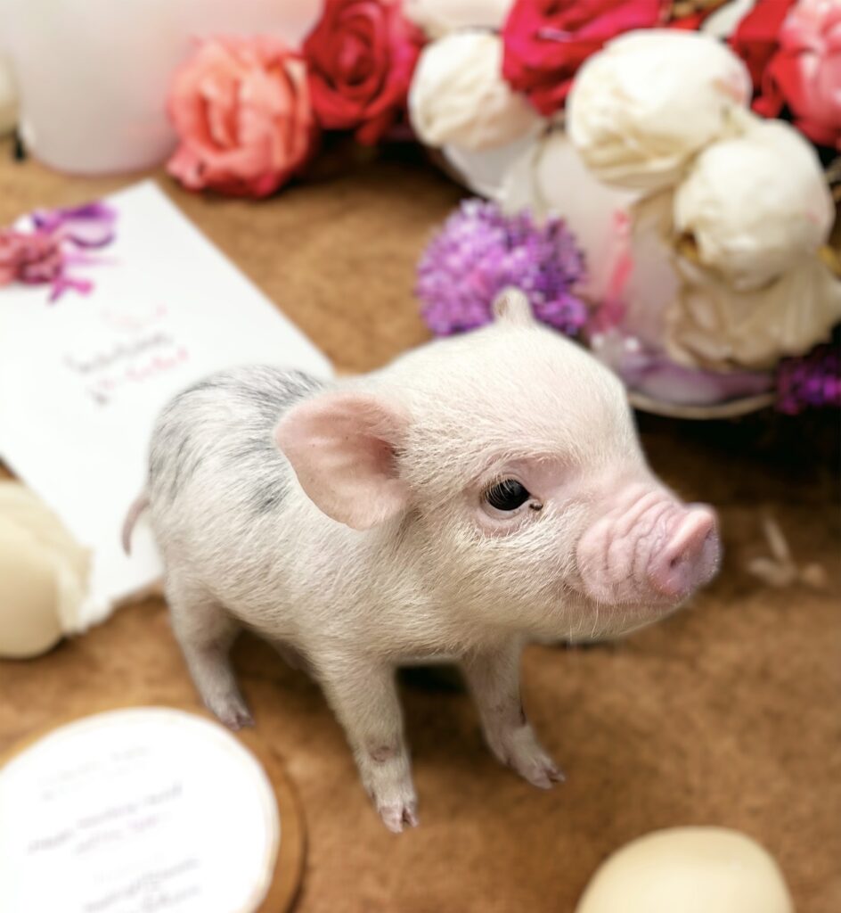 マイクロミニブタ♂｜ご成約済み｜岡山・倉敷ペットショップcoco | ペットショップCoCo 中島店