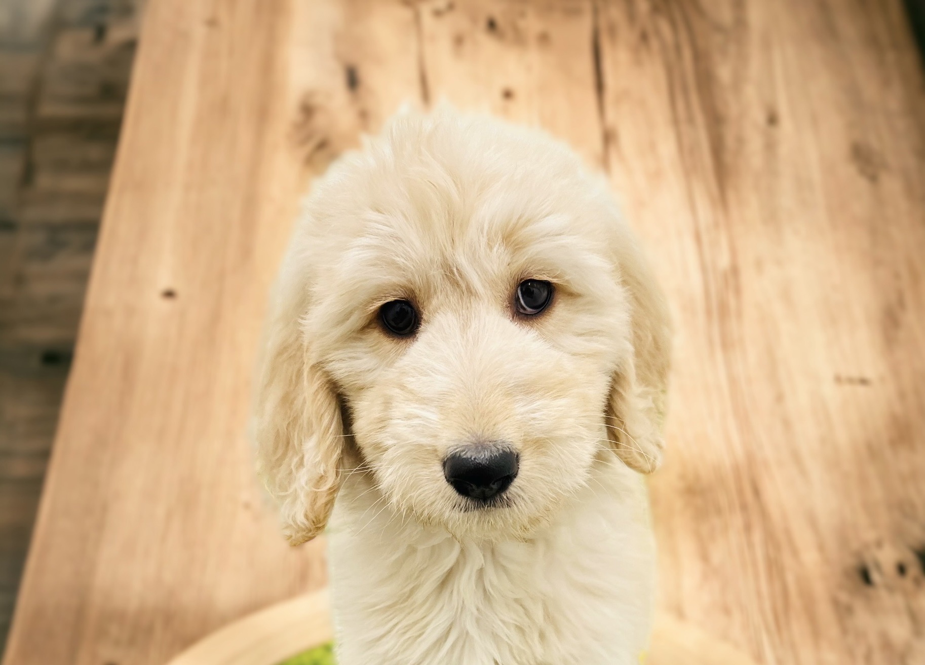 ゴールドトーチコラール　1ヘッド ゴールドトーチコラール 1ヘッド ゴールドトーチコラール 1