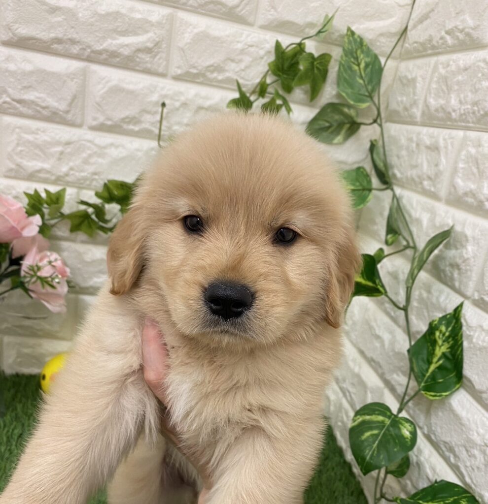 お客様感謝セール ゴールデンレトリーバー♀｜ご成約済み｜岡山