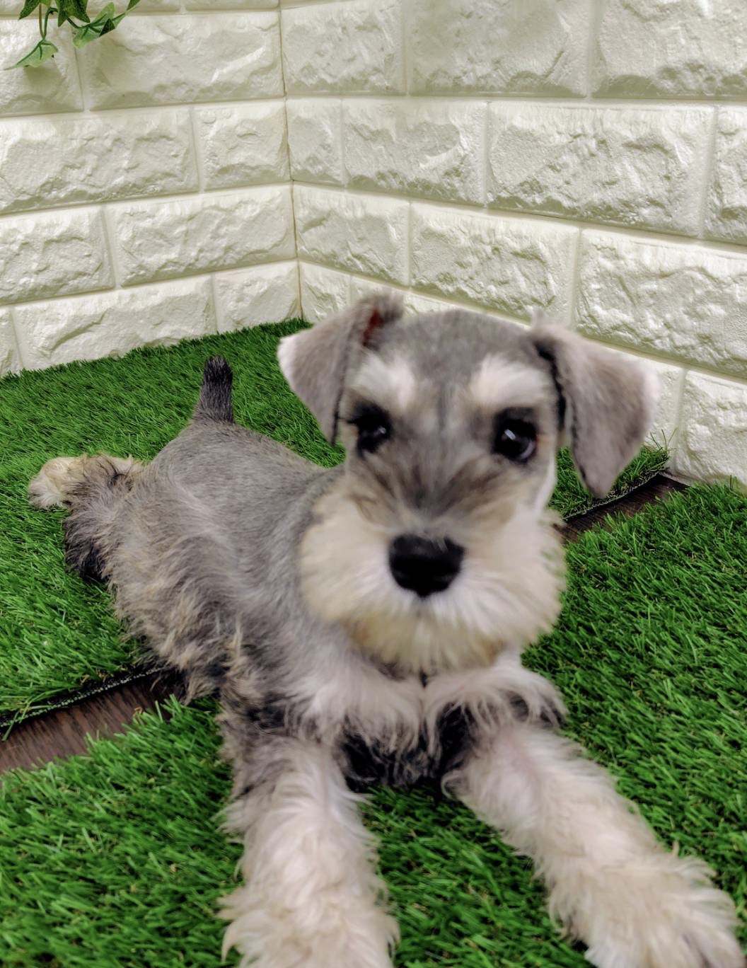 期間限定大感謝セール 総額22万→総額18万 他費用なし！ミニチュア