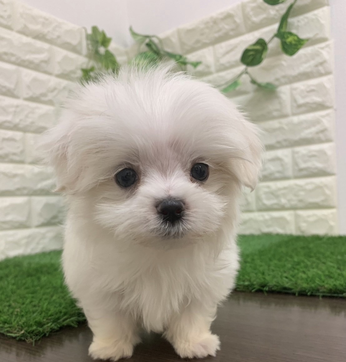 大幅値下げ品☆ペコちゃん☆マルチケット☆毛布☆未使用☆ 楽天市場】ゴルフマーカー ペコちゃん レッド ペコちゃん×ドッグ