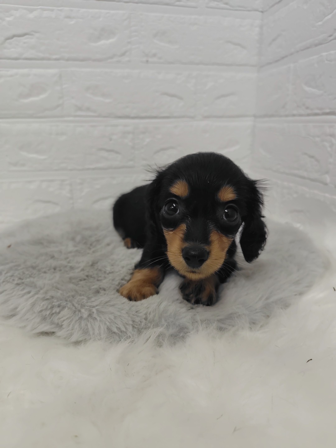 当日見学可能、期間限定大セール17万円→14万円 他費用なし ミニチュア