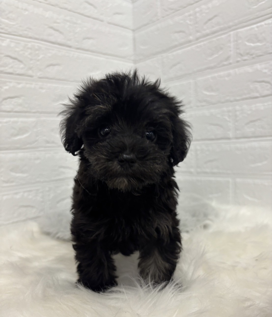 マルプー様おまとめ専用ページ♡ GHTs4IdbAAAF_r2.jpg